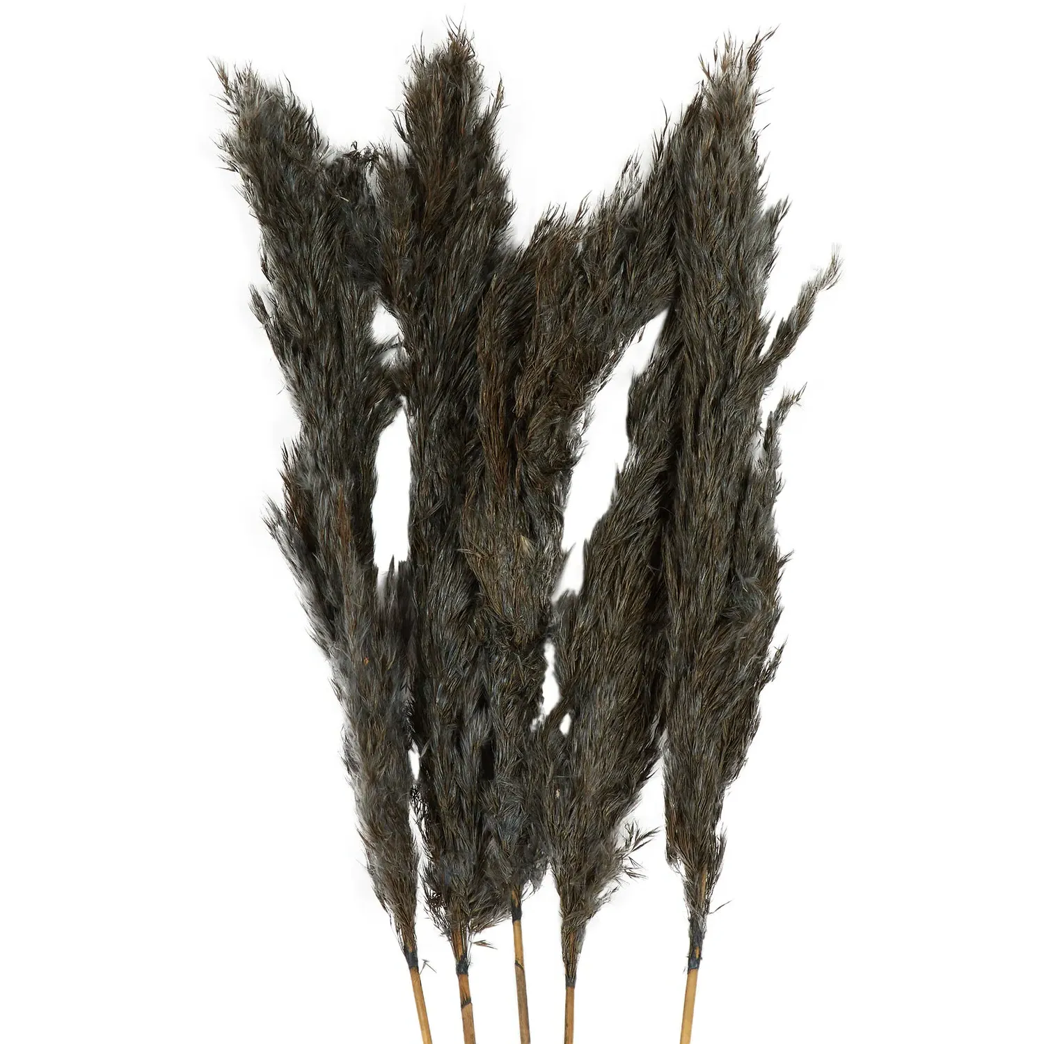 Pack of 5 Pampas Stems - Grey