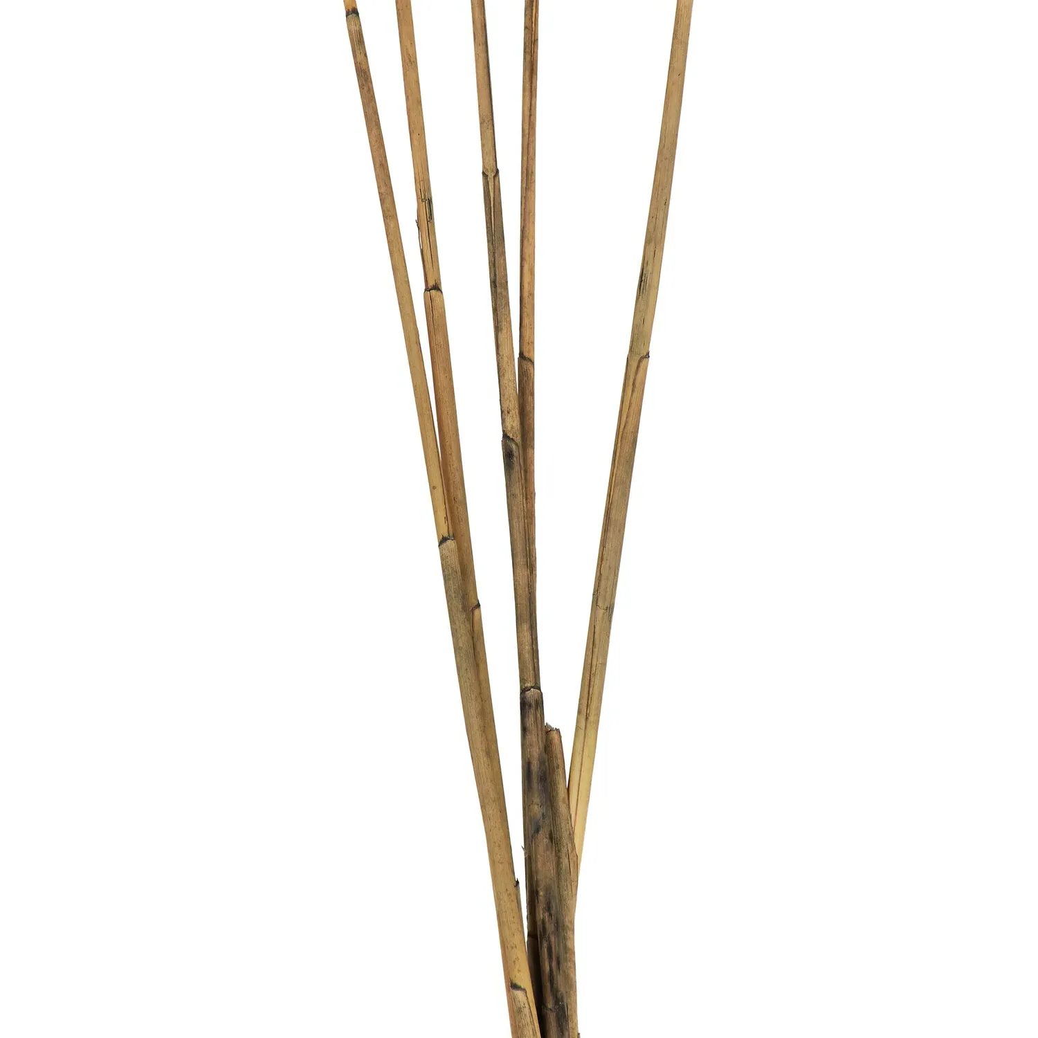 Pack of 5 Pampas Stems - Grey