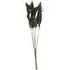 Pack of 5 Pampas Stems - Grey