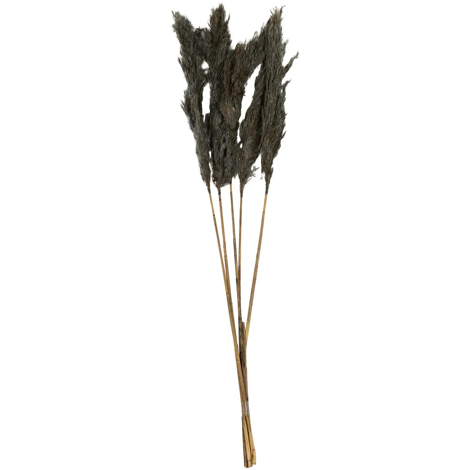Pack of 5 Pampas Stems - Grey image