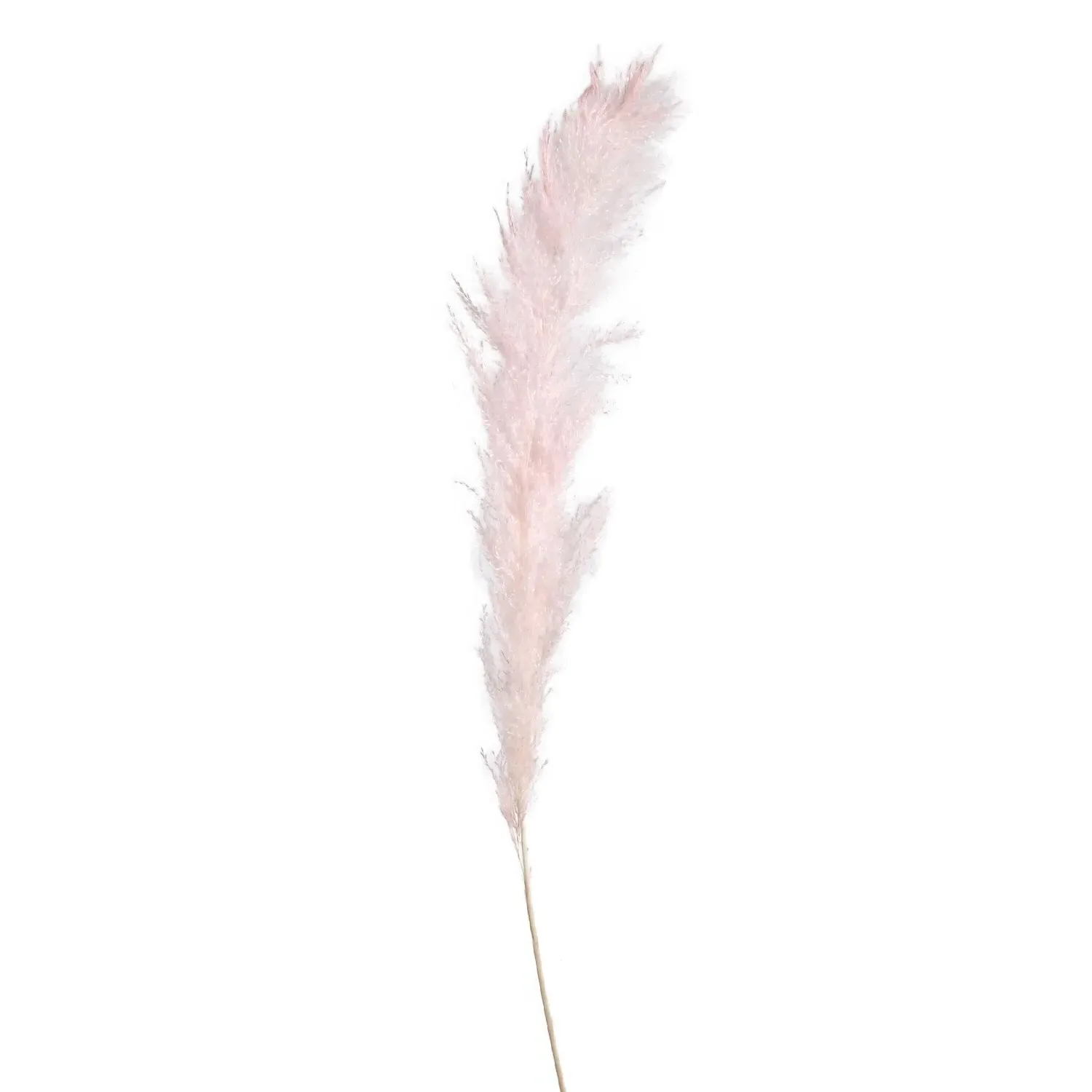 Pampas Stem - Pink image