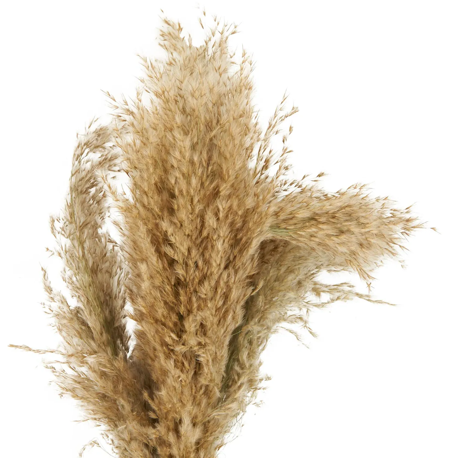 Pampas Vase Arrangement - Neutral, Amber Glass