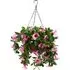 Petunias Hanging Basket - Pink