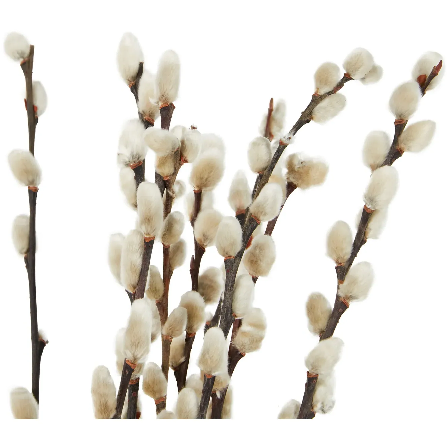 Pussywillow 60cm Bouquet - Natural