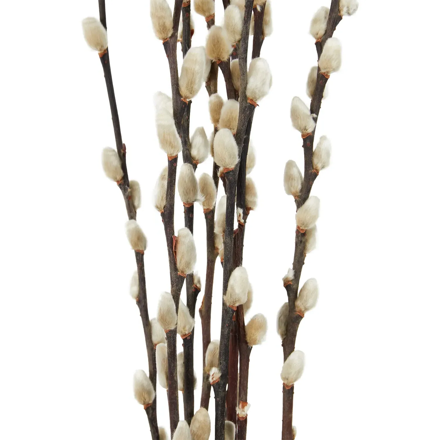 Pussywillow 60cm Bouquet - Natural