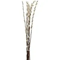 Pussywillow 60cm Bouquet - Natural