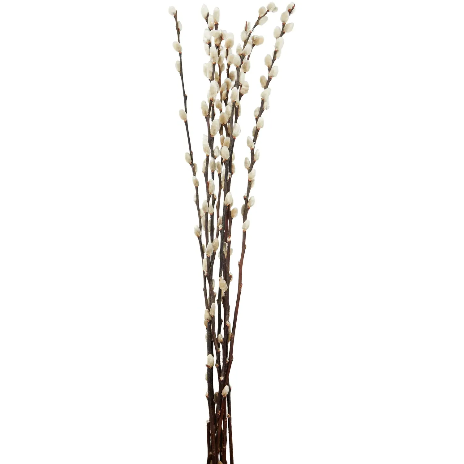 Pussywillow 60cm Bouquet - Natural