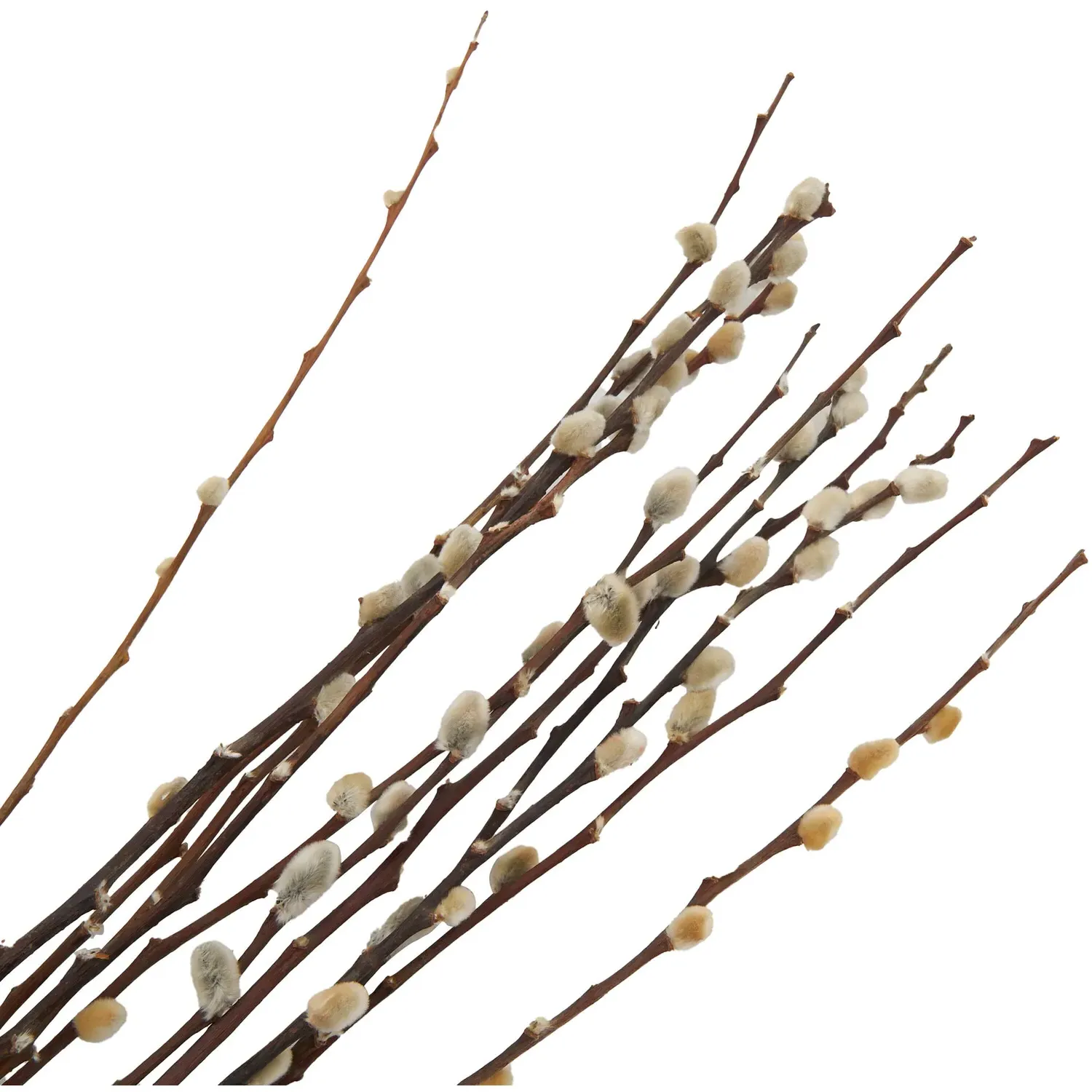 Pussywillow Bouquet - Natural