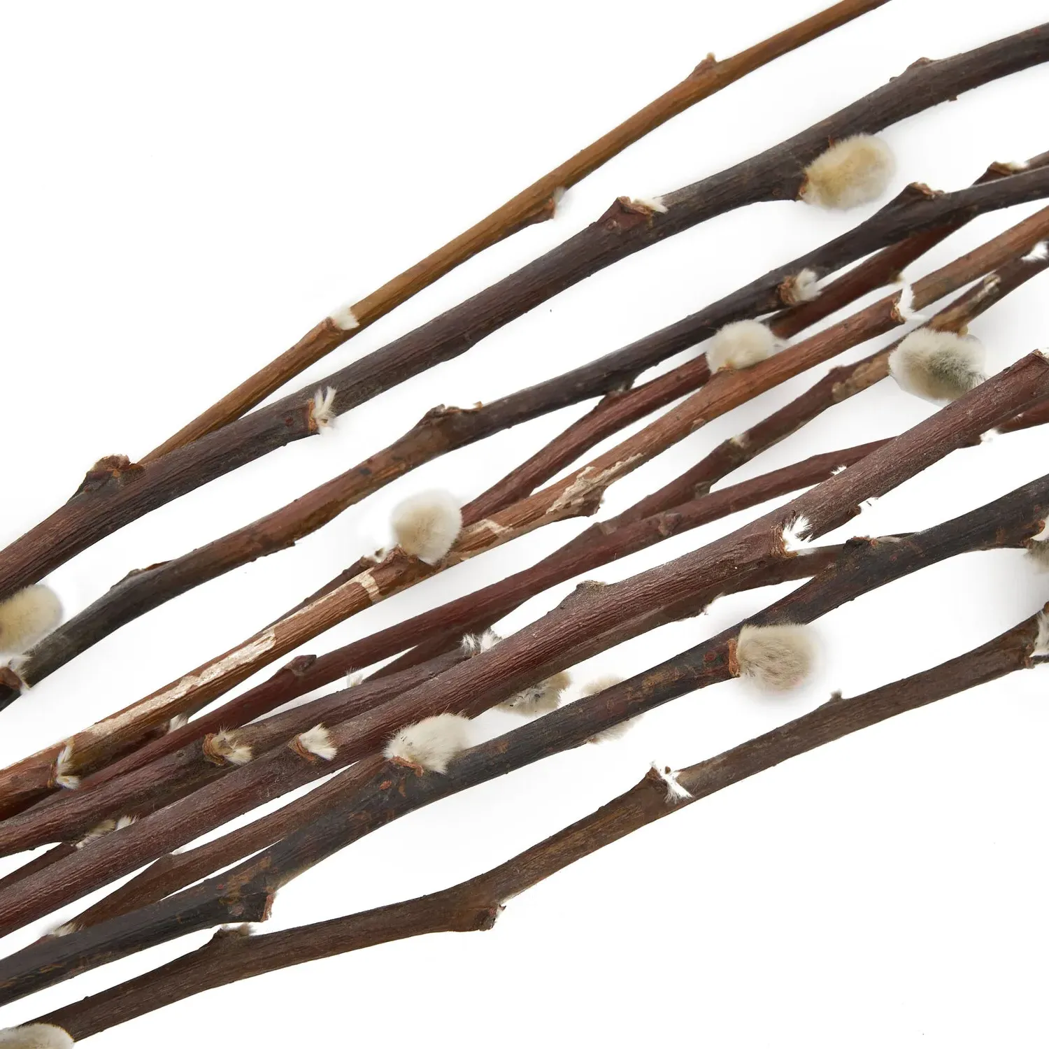 Pussywillow Bouquet - Natural