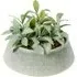 Senecio Artificial Plant - Green, Reactive Glaze Pot