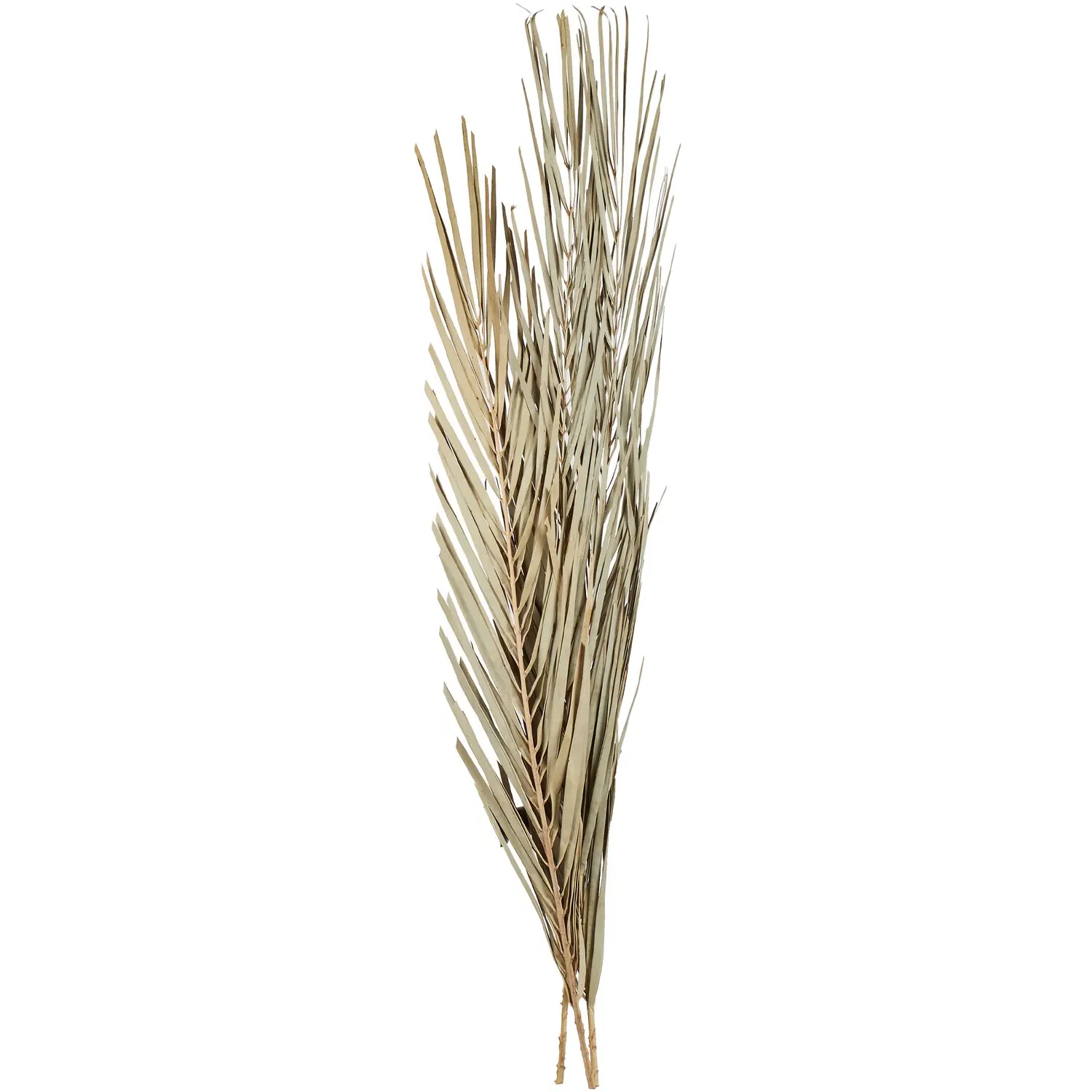 Set of 3 Palm Leaves - Natural image