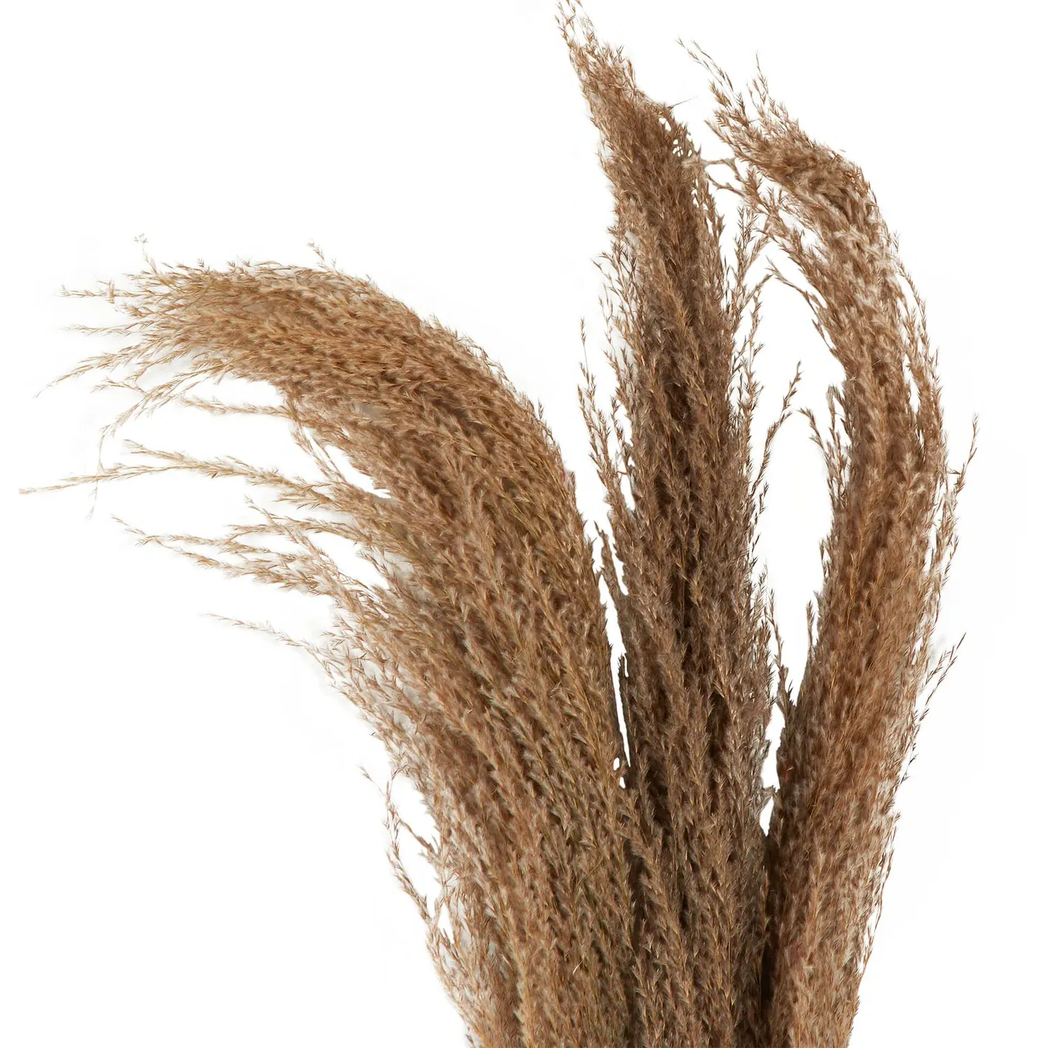 Set of 3 Pampas Grass Decoration