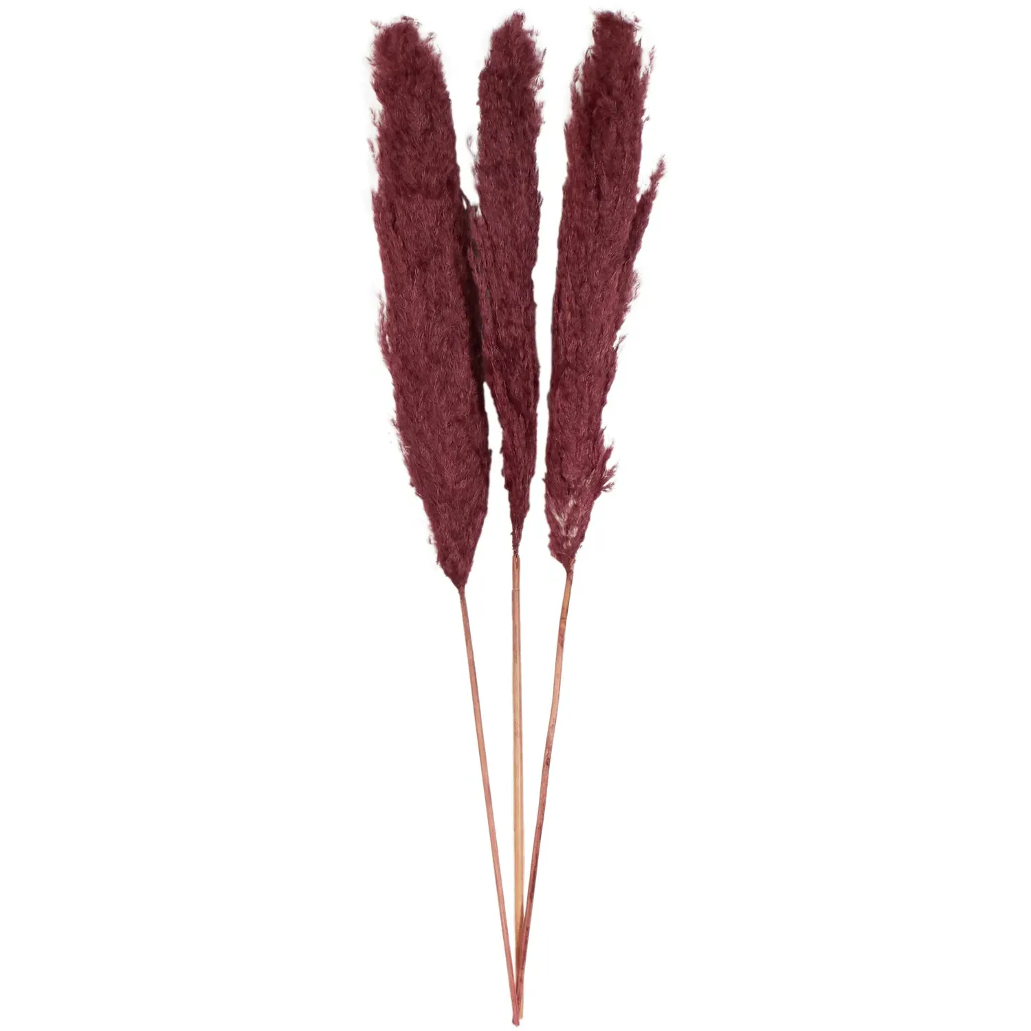 Set of 3 Pampas Grass Decoration