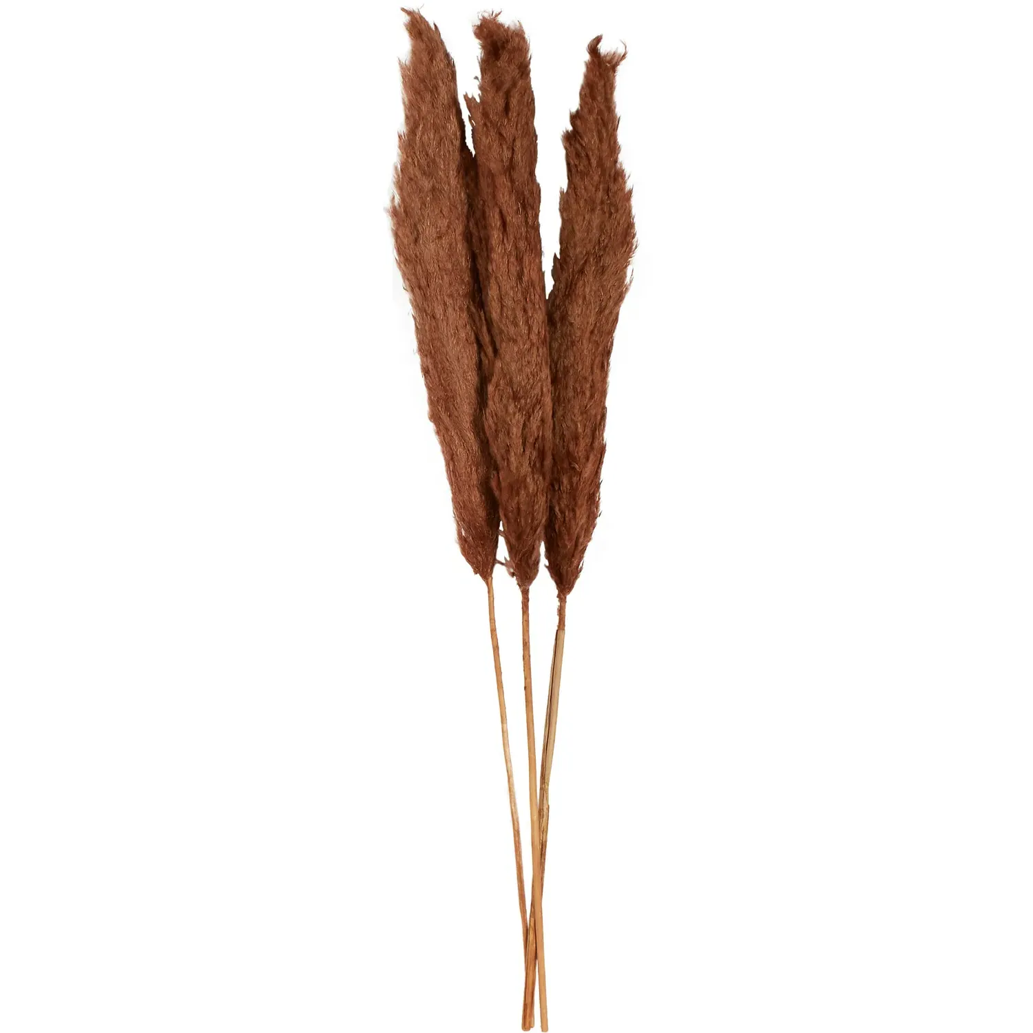 Set of 3 Pampas Grass Decoration