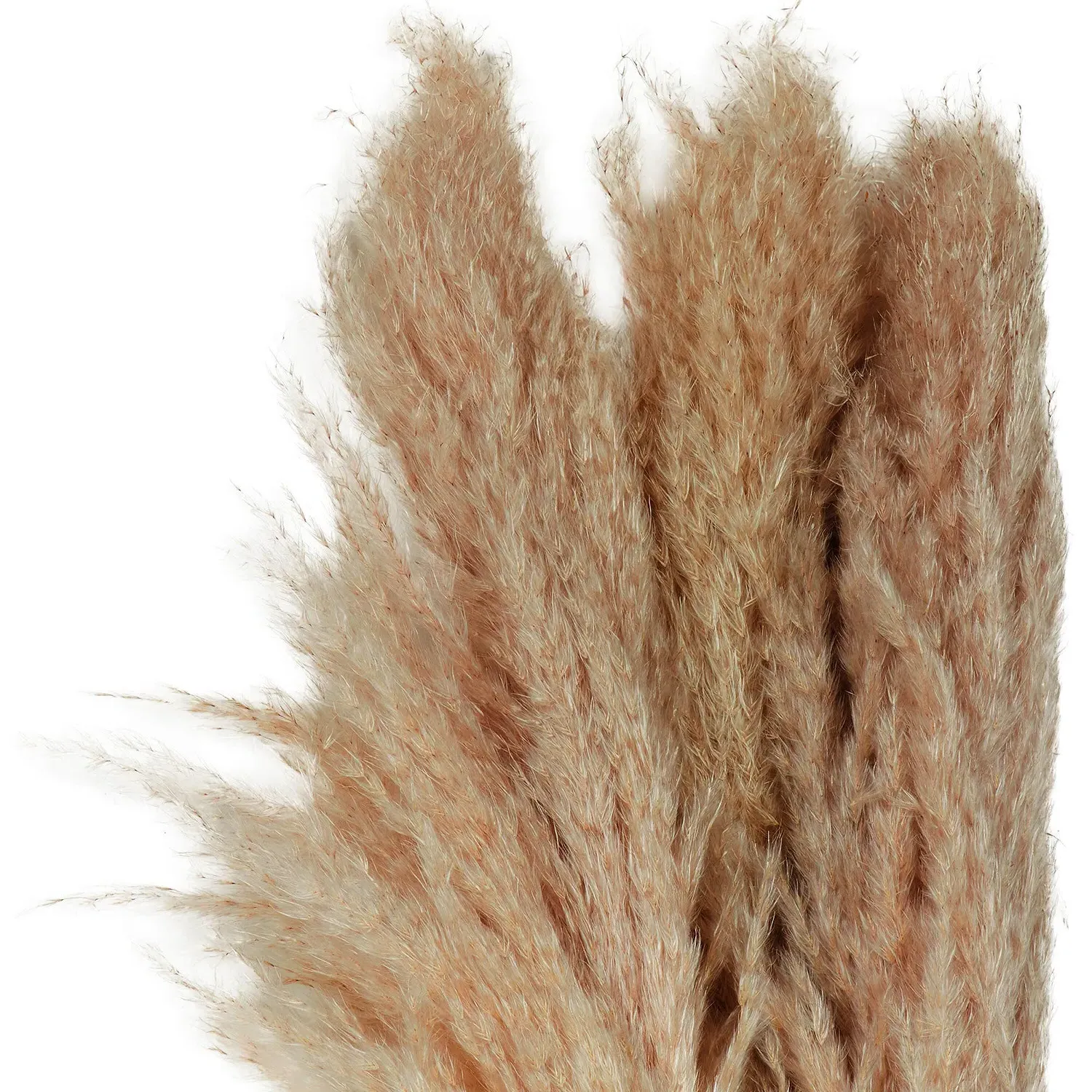 Set of 3 Pampas Grass Stems - Natural