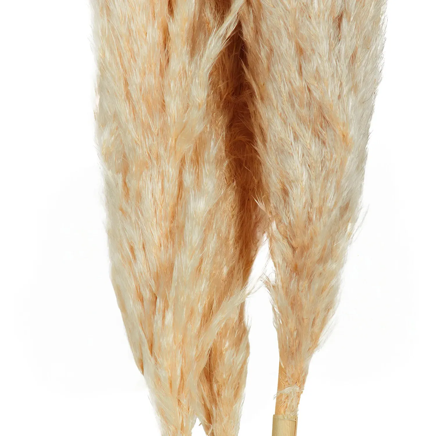 Set of 3 Pampas Grass Stems - Natural