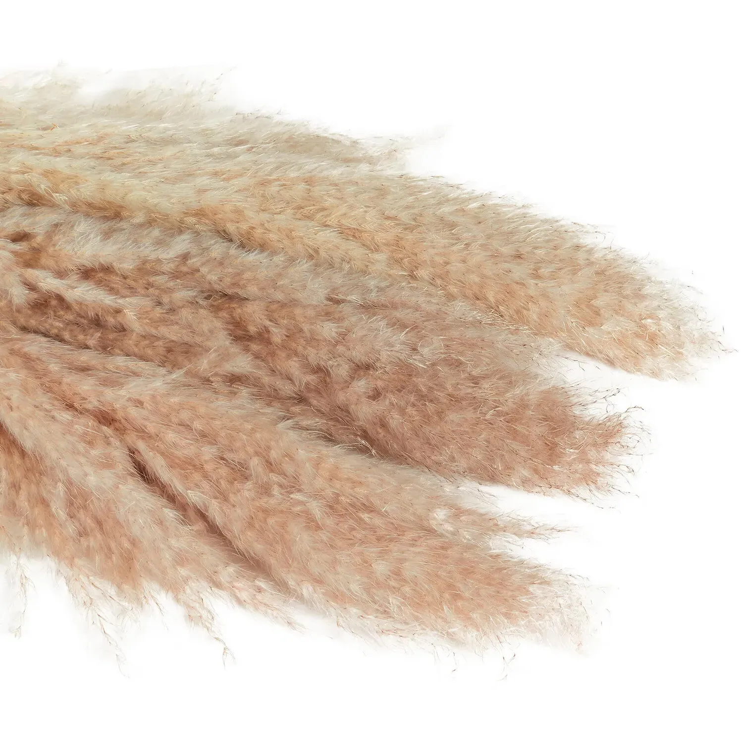 Set of 3 Pampas Grass Stems - Natural