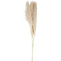 Set of 3 Pampas Grass Stems - Natural