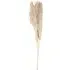 Set of 3 Pampas Grass Stems - Natural