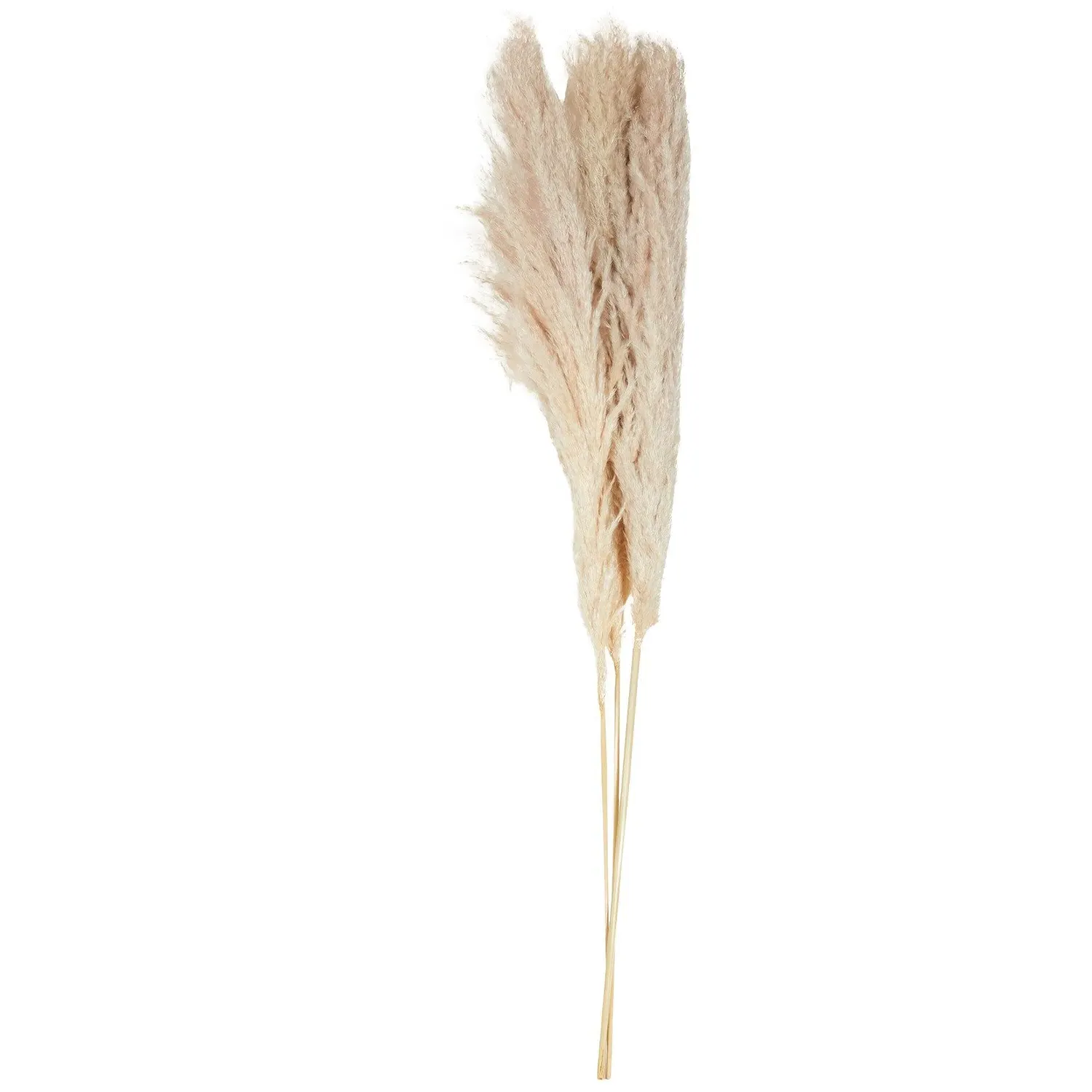 Set of 3 Pampas Grass Stems - Natural