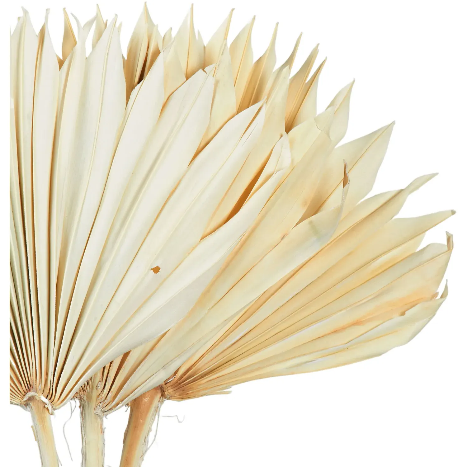 Set of 3 Sun Spears - Natural