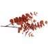 Single Stem Eucalyptus Artificial Plant - Orange