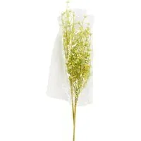 Spring Gypsophila Spray - White