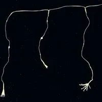 Starburst Curtain Light