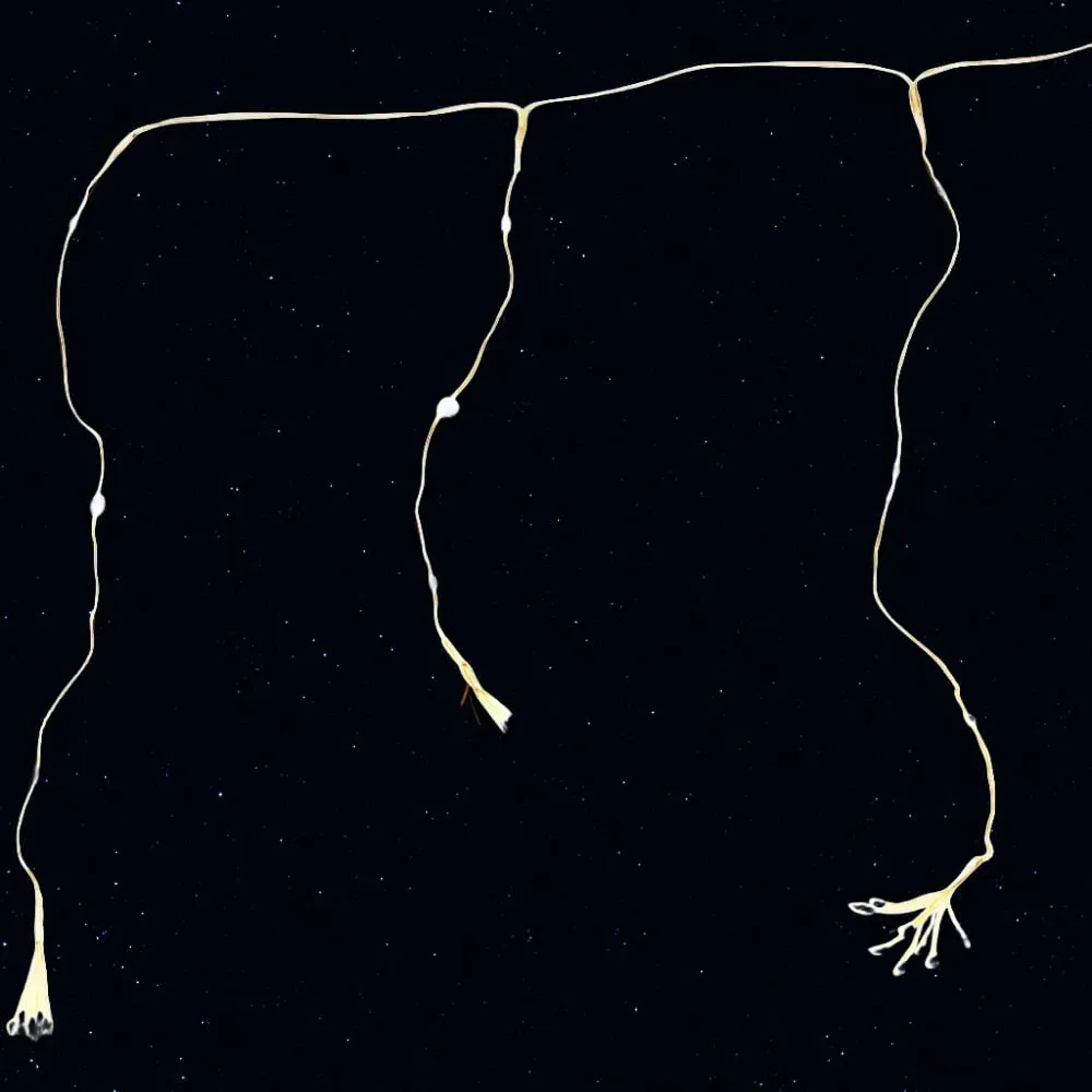 Starburst Curtain Light