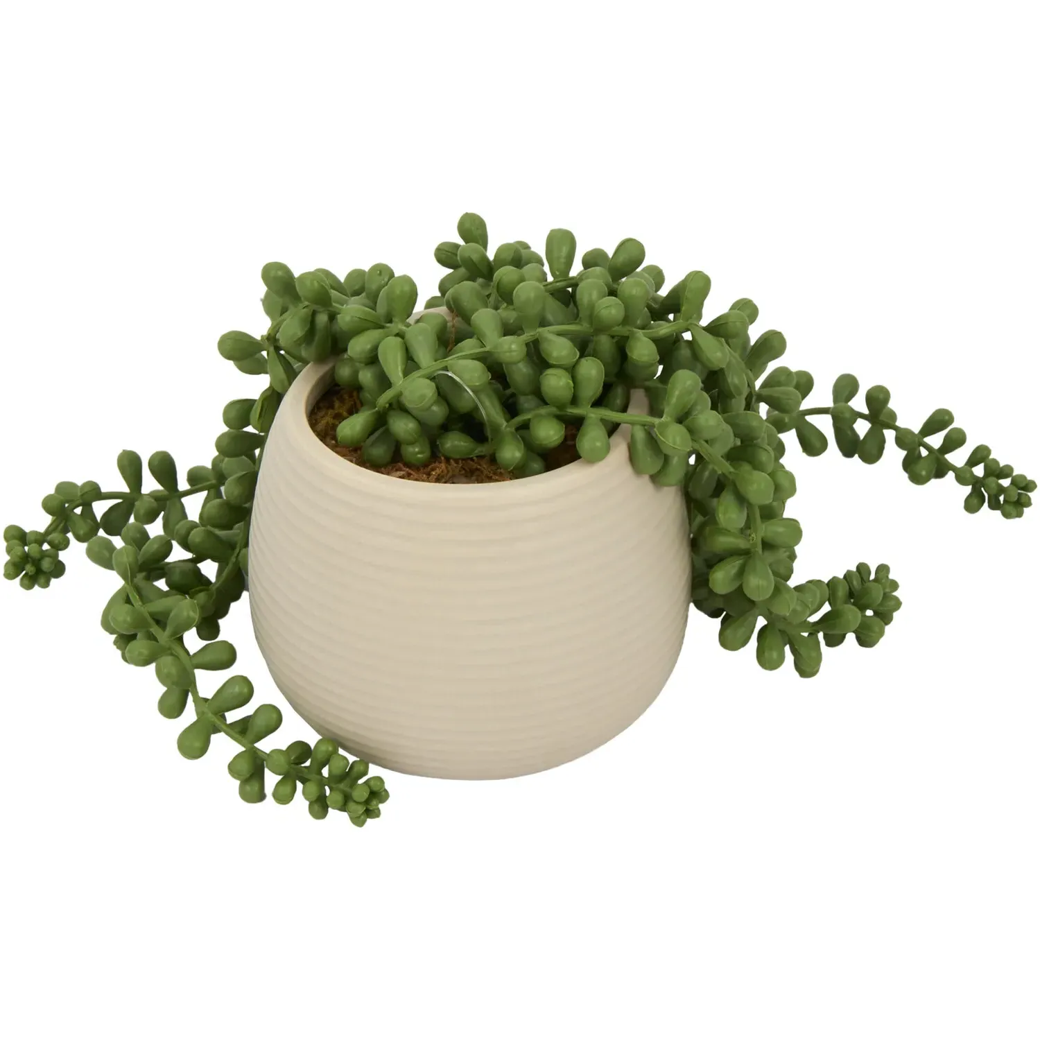 String of Pearls in Ribbed Pot - Green