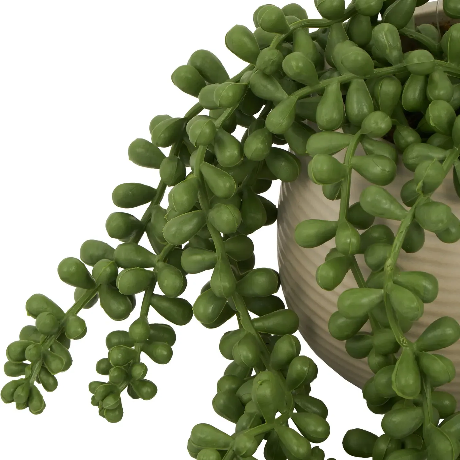 String of Pearls in Ribbed Pot - Green