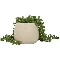String of Pearls in Ribbed Pot - Green
