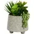 Succulent Artificial Plant in Footed Pot - Grey
