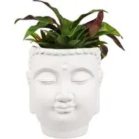 Succulent Artificial Plant - White Buddha Pot