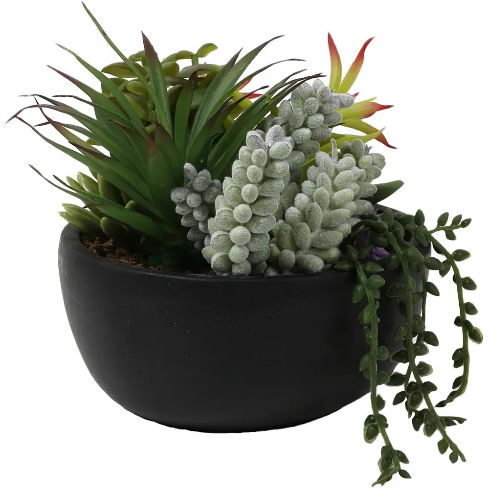 Succulent in Pot - Black