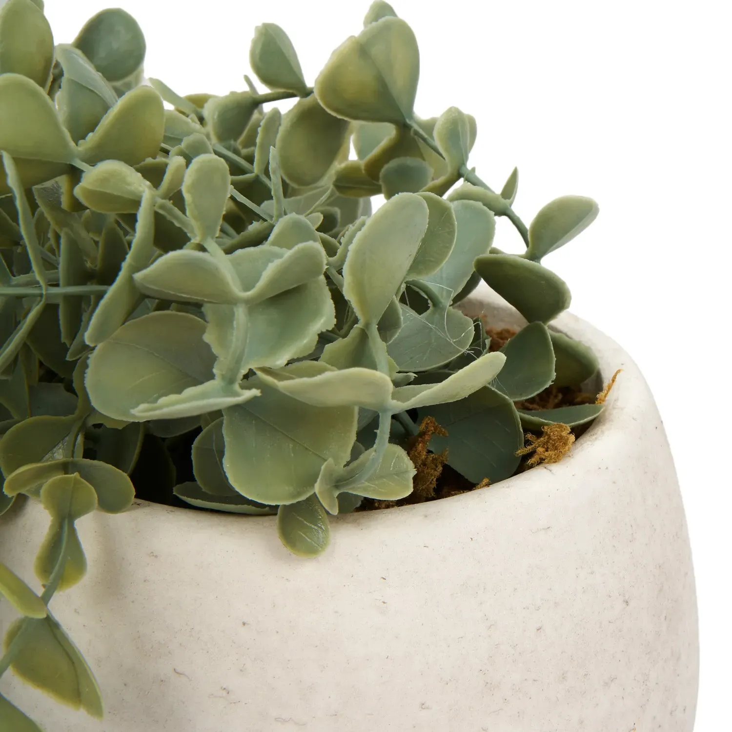 Trailing Eucalyptus in Wash Pot - Green