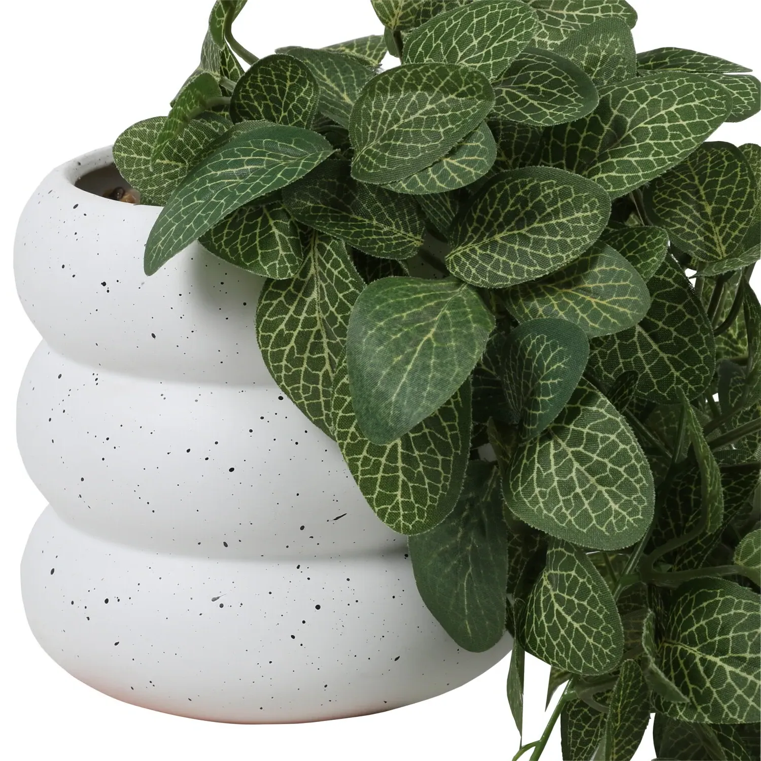 Trailing Fittonia in Bubble Pot - Green, Ceramic