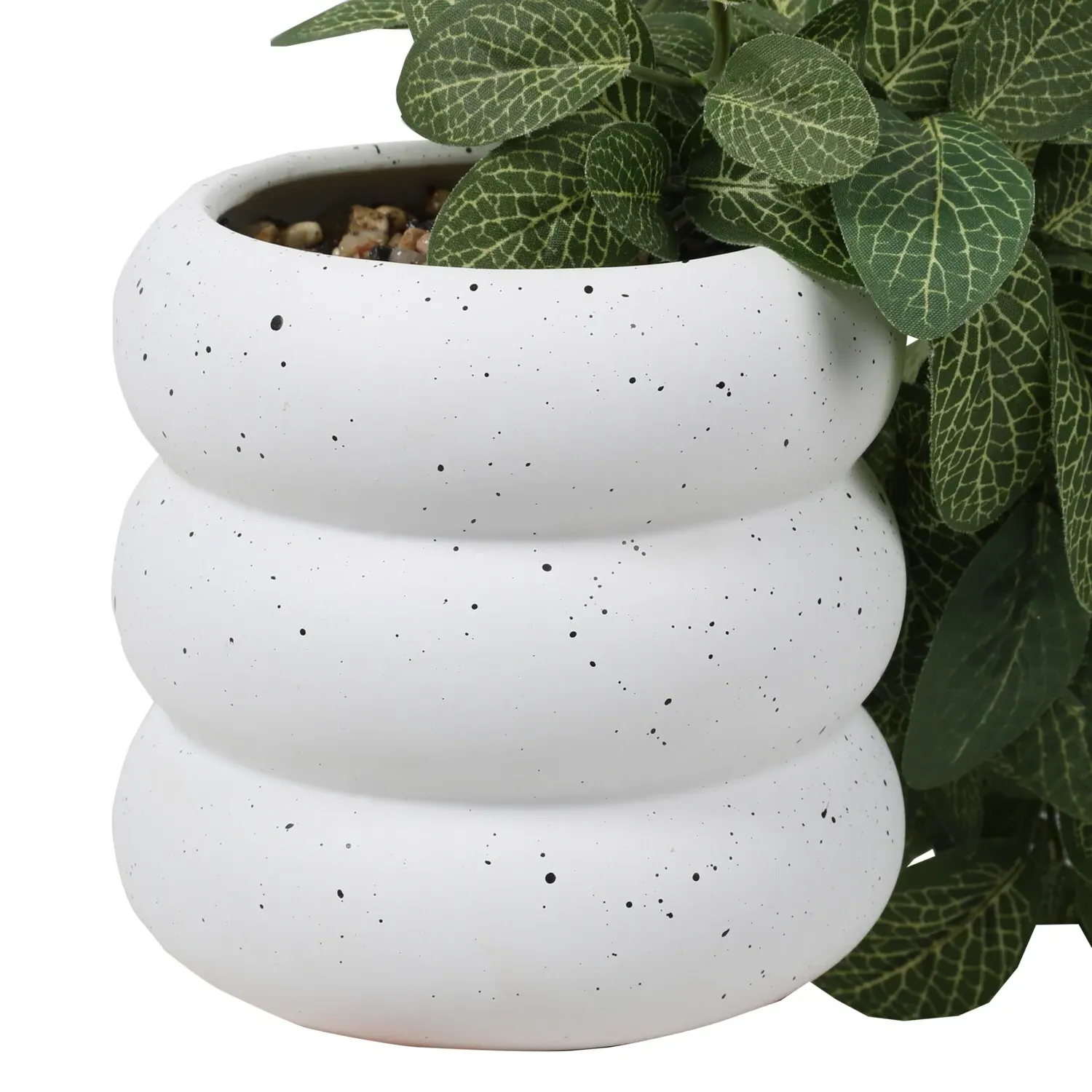 Trailing Fittonia in Bubble Pot - Green, Ceramic