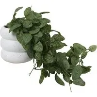 Trailing Fittonia in Bubble Pot - Green, Ceramic