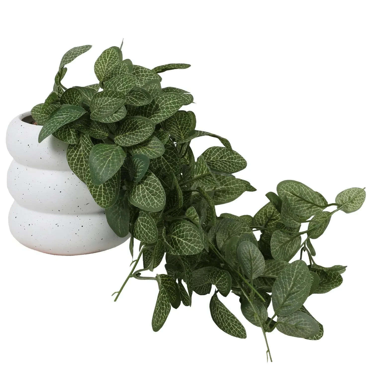 Trailing Fittonia in Bubble Pot - Green, Ceramic image