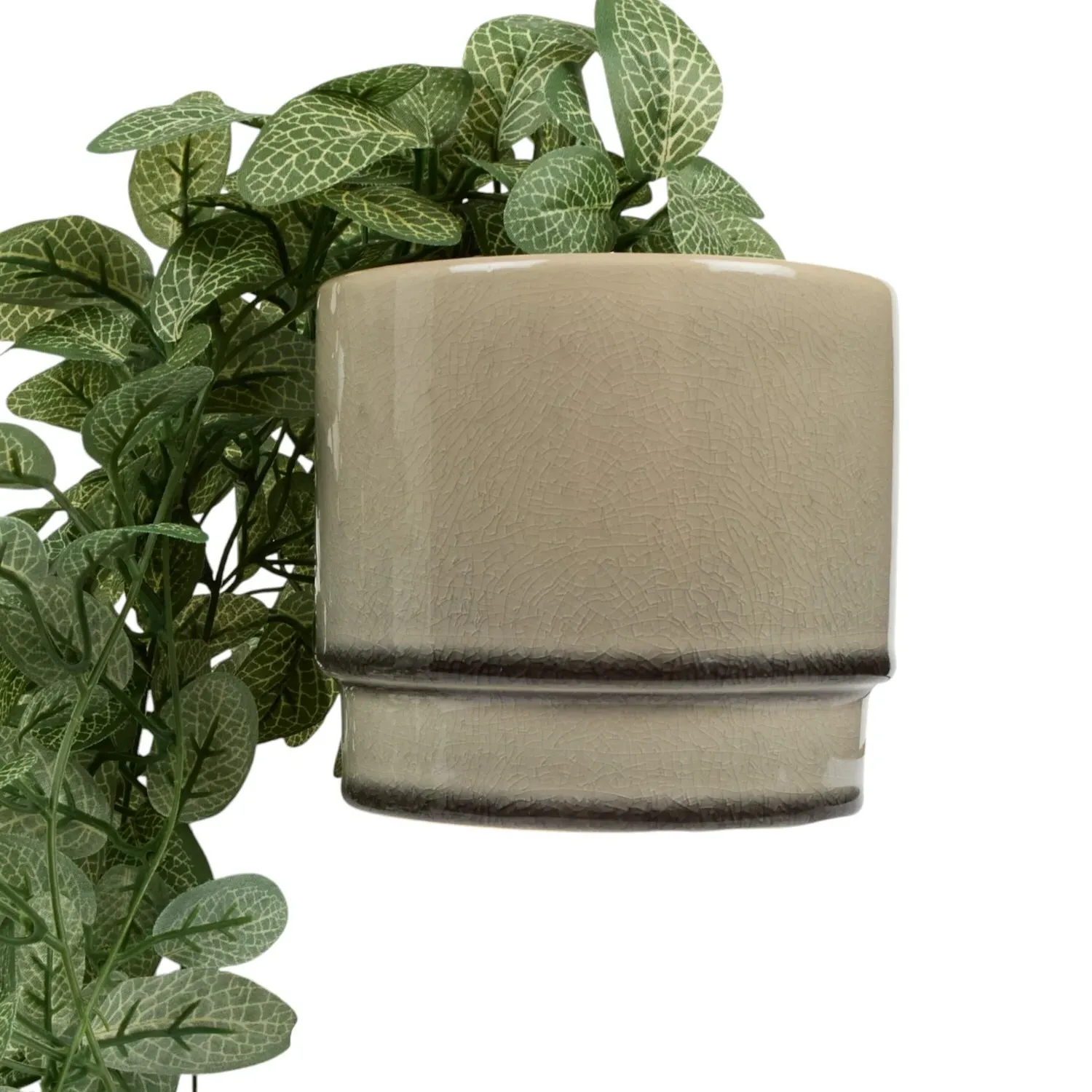 Trailing Fittonia in Pot - Sage