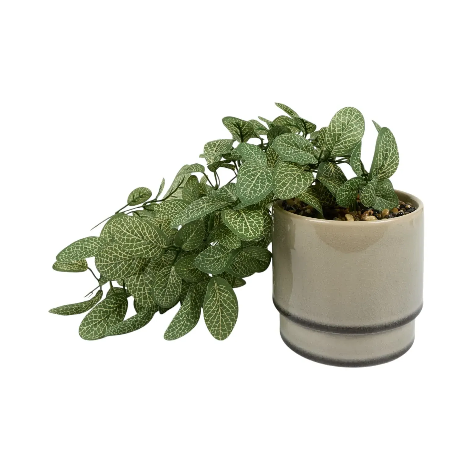 Trailing Fittonia in Pot - Sage