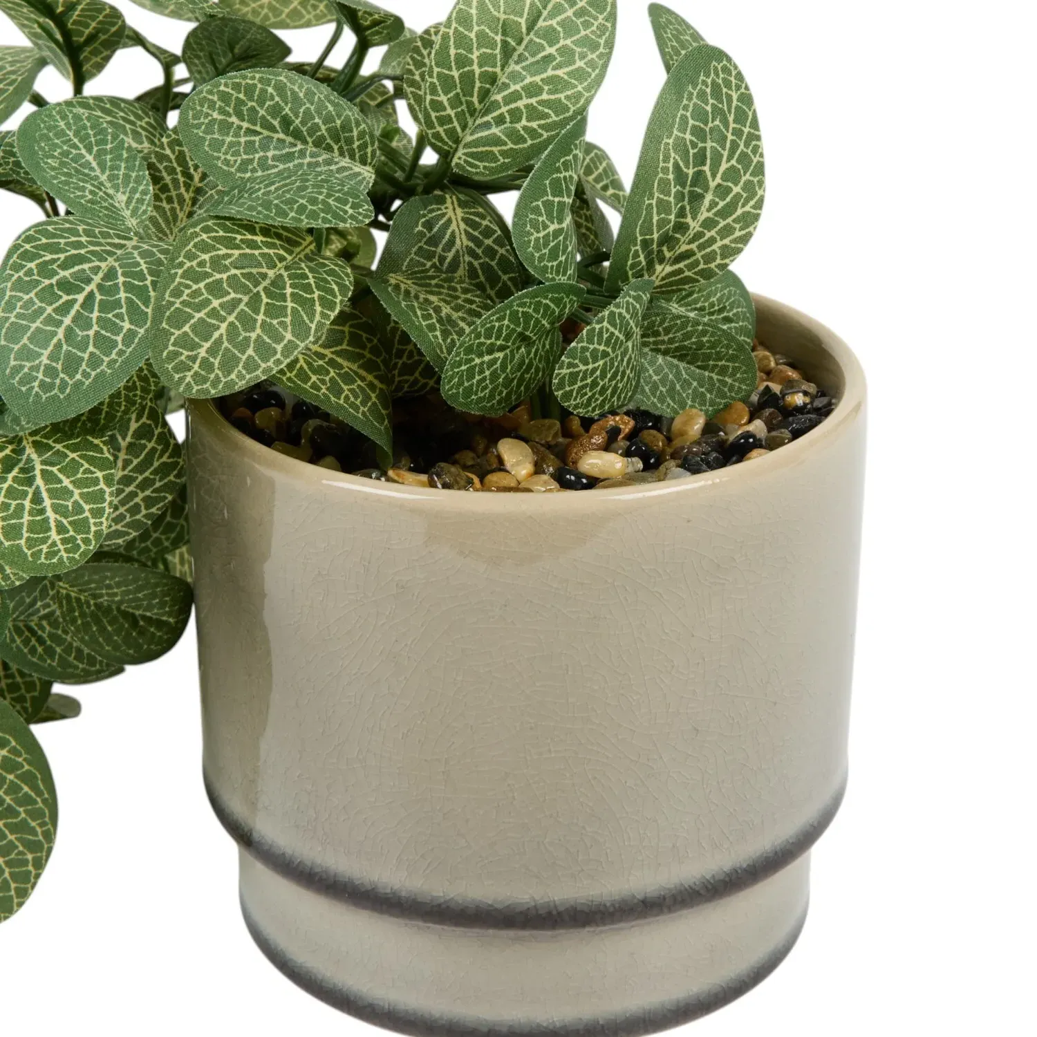 Trailing Fittonia in Pot - Sage
