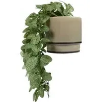 Trailing Fittonia in Pot - Sage