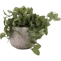 Trailing Fittonia in Textured Pot - Green