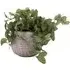 Trailing Fittonia in Textured Pot - Green