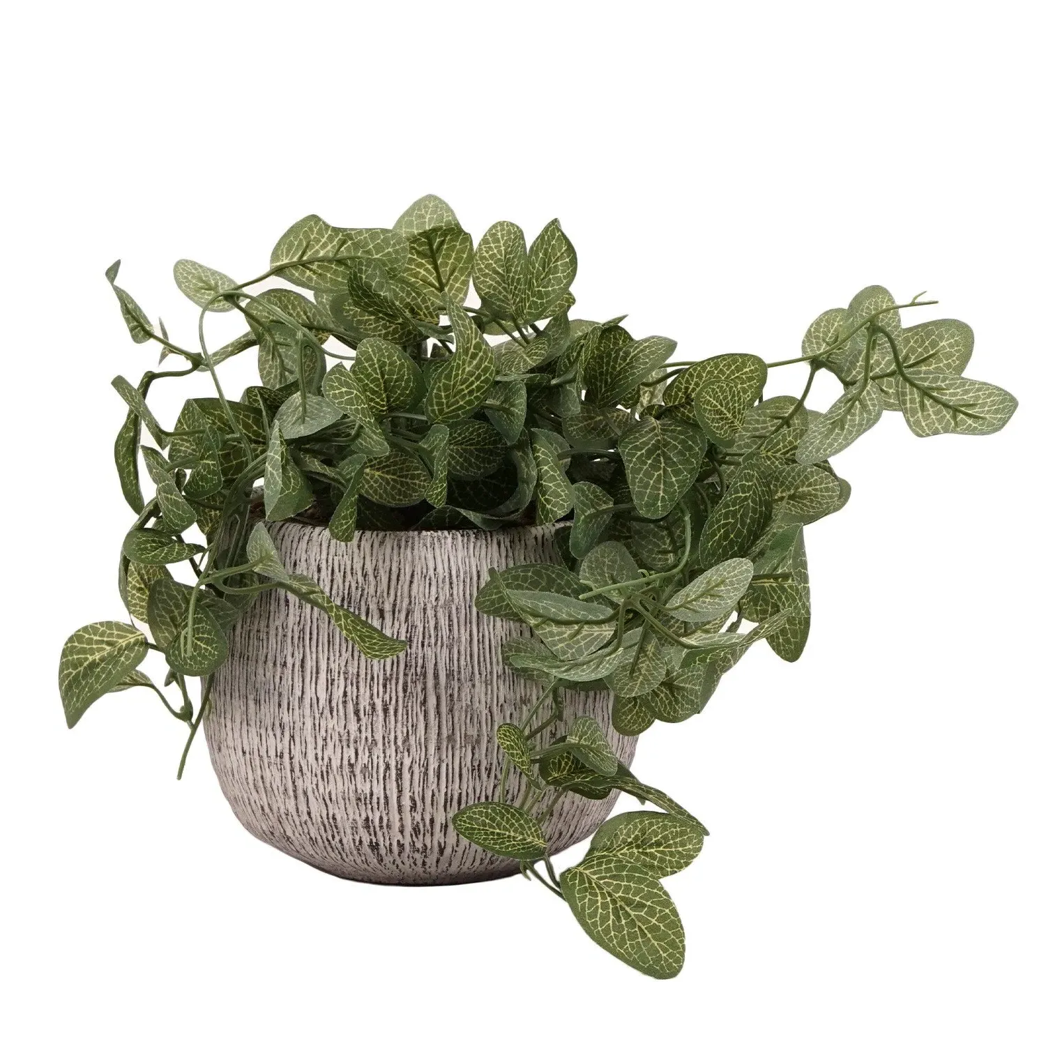 Trailing Fittonia in Textured Pot - Green