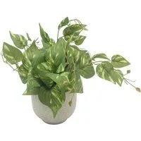 Trailing Pothos in Deco Pot