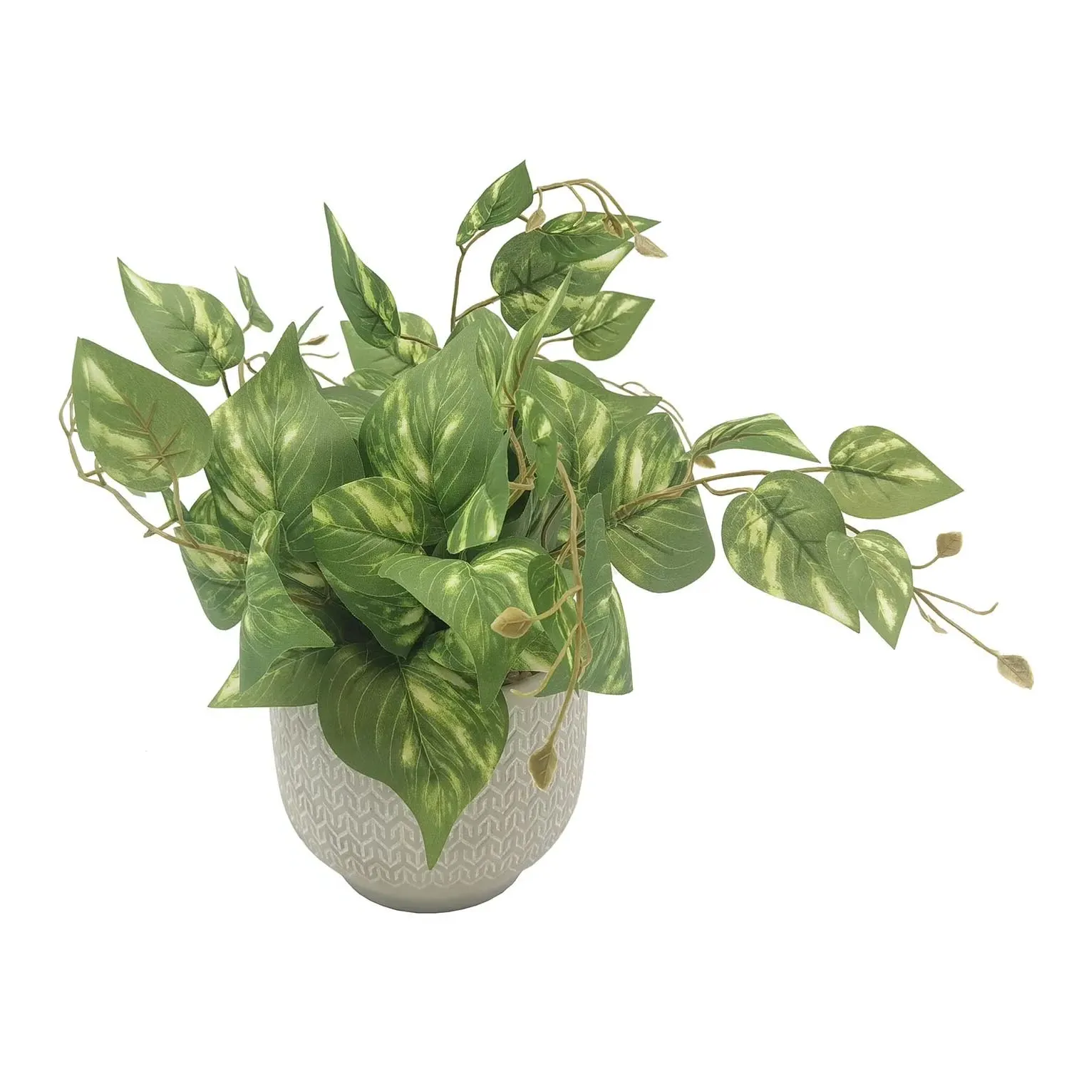 Trailing Pothos in Deco Pot image
