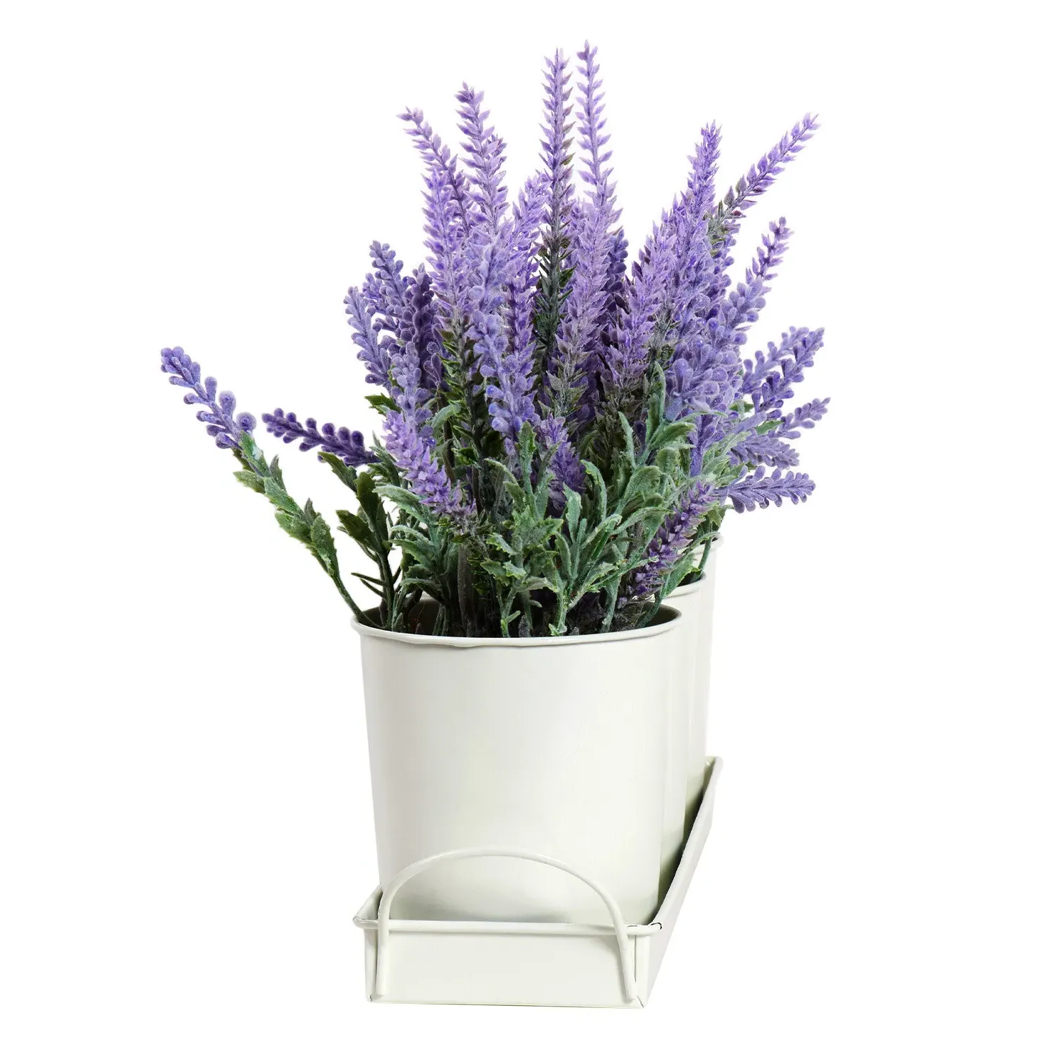 Trio of Lavender in Tray - Purple
